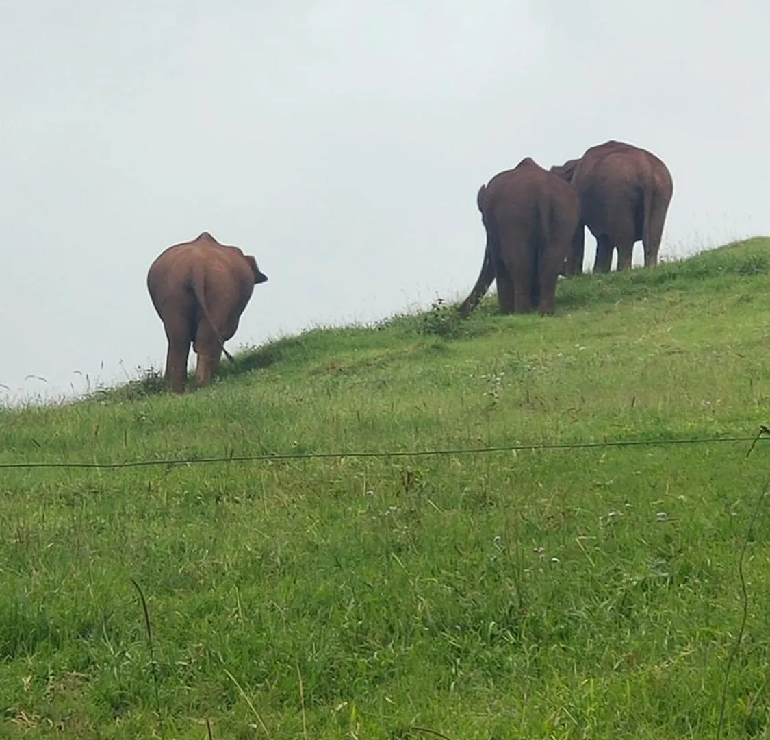Olivia Villa Idukki 0*,