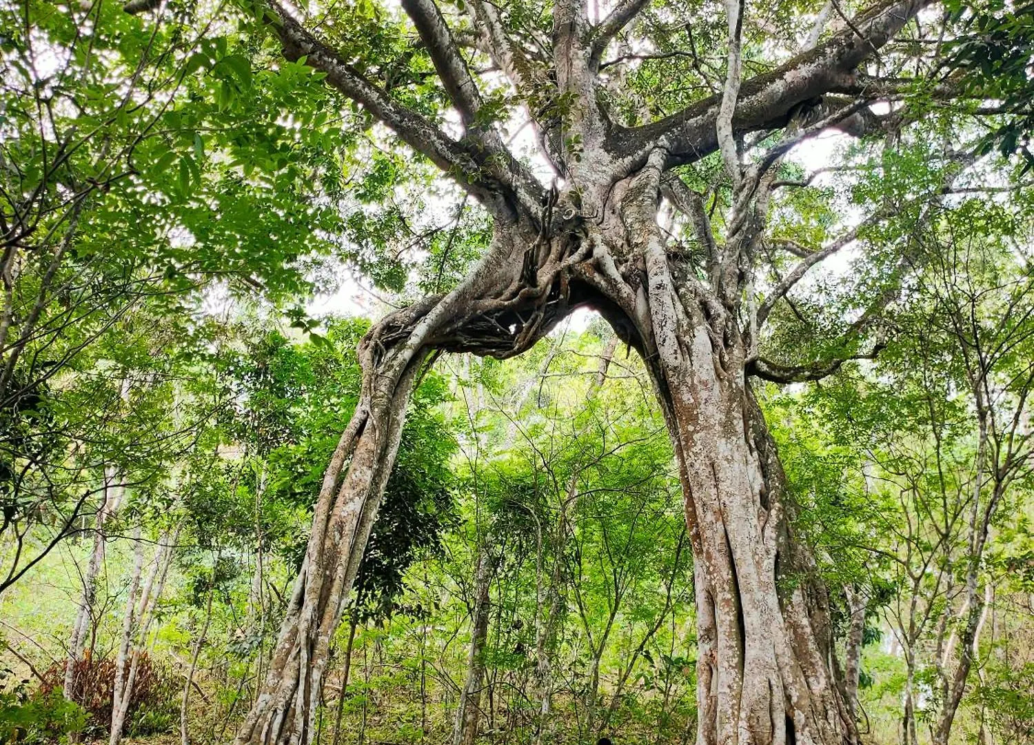 Olivia Villa Idukki